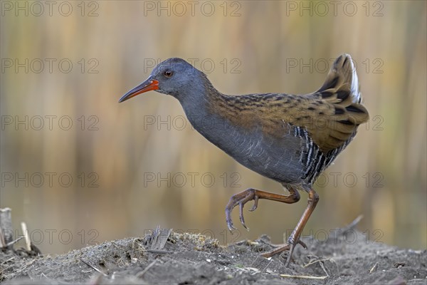 Water Rail