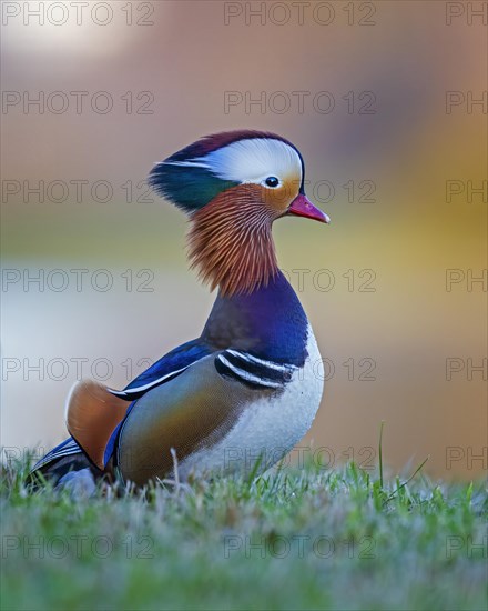 Mandarin duck