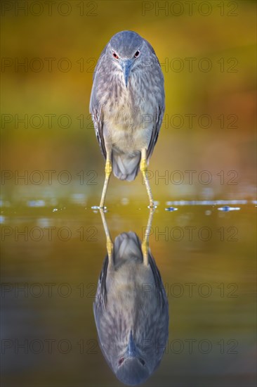 Black-crowned night heron