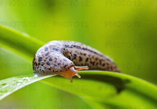 Great grey slug