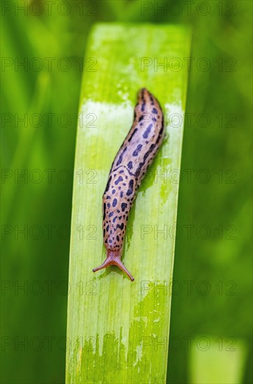 Great grey slug