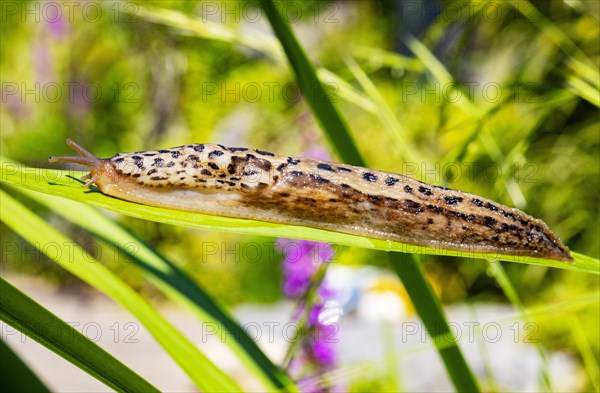 Great grey slug