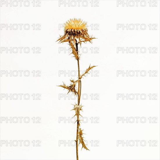 Golden Thistle