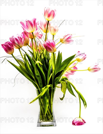 Tulip bouquet