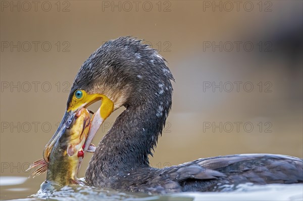 Great cormorant