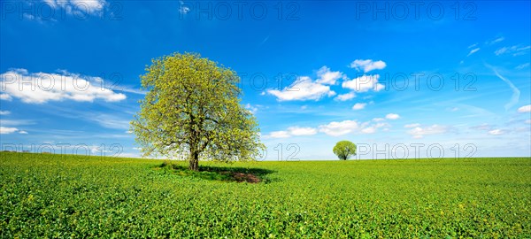 Solitary horse chestnuts on a green field