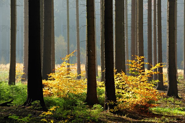 Light-flooded spruce forest in autumn