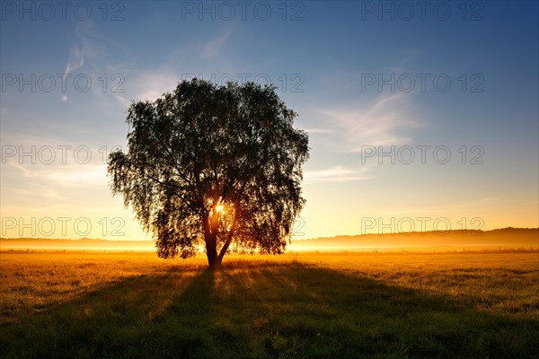 Birch tree in morning mist in a meadow with dew