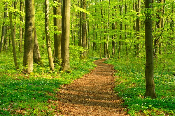 Hiking trail winds through semi-natural beech forest in spring