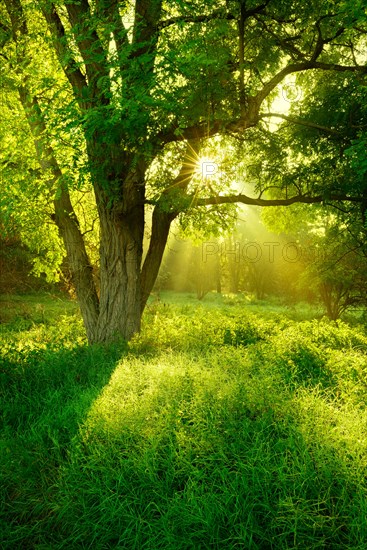 Morning atmosphere in the forest