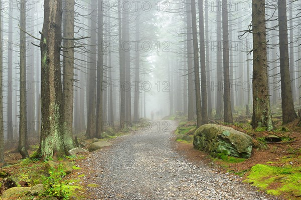 Hiking trail winds through misty spruce forest