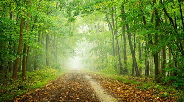 Hiking trail through deciduous forest with fog in autumn