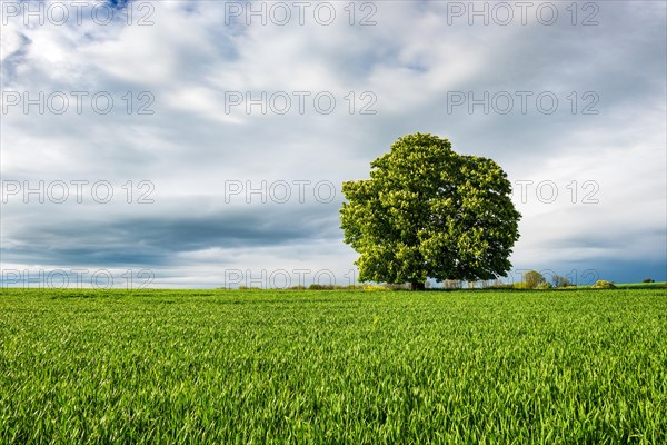 Large flowering solitary horse chestnut