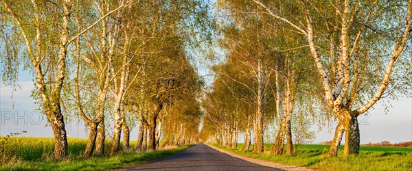 Narrow country road through birch avenue in spring