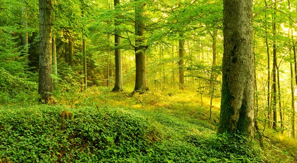 Light-flooded deciduous forest in the warm light of the morning sun