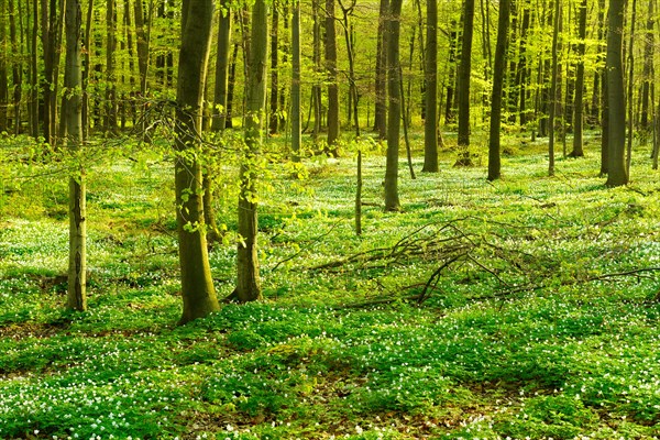 Sunny beech forest in early spring