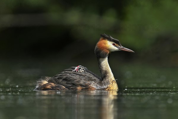 Great crested grebe