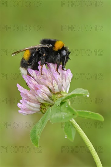 Large earth bumblebee