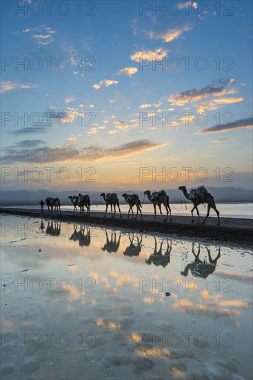 Camels loaded with rock salt slabs walk at sunset through a salt lake