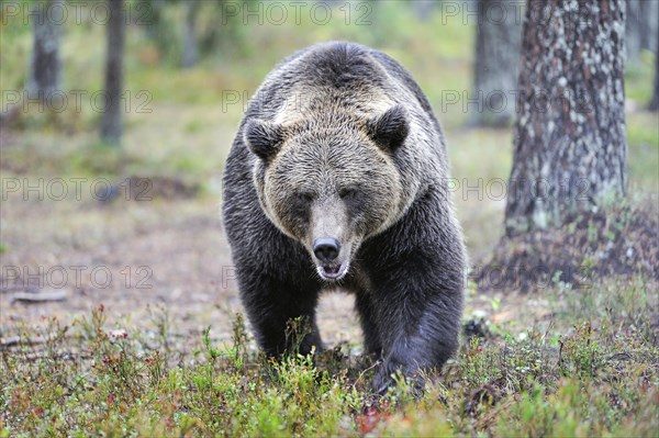 Brown bear