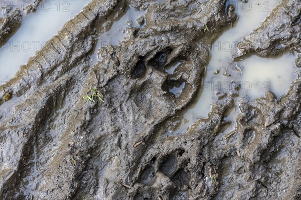 Trail of a dog's paw in the mud