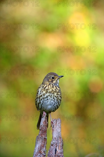 Song thrush