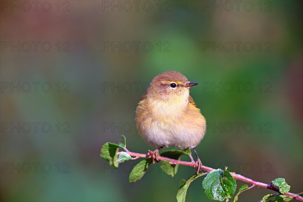 Common chiffchaff or