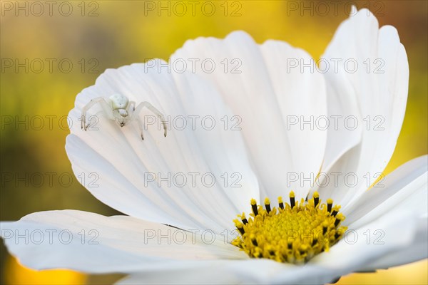 Goldenrod crab spider