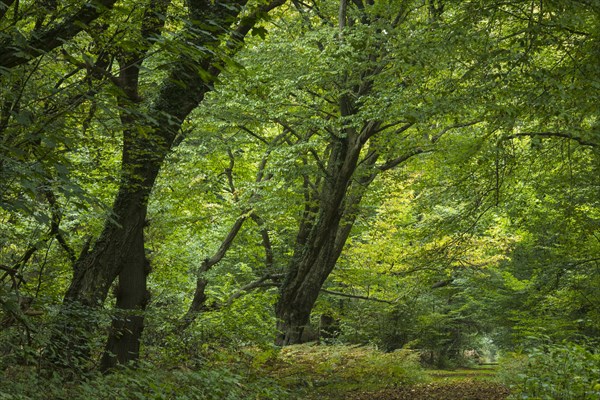 Autumn in the jungle Baumweg