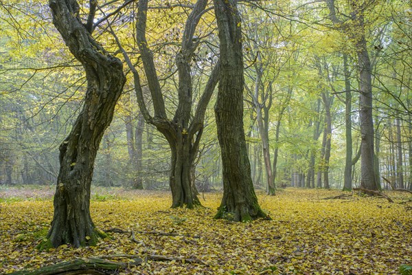 Autumn in the jungle Baumweg