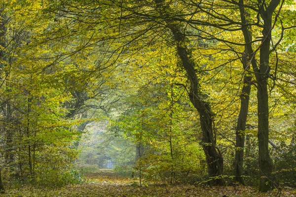 Autumn in the jungle Baumweg