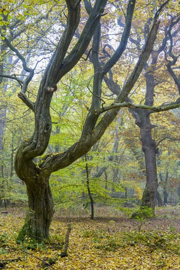 Autumn in the jungle Baumweg