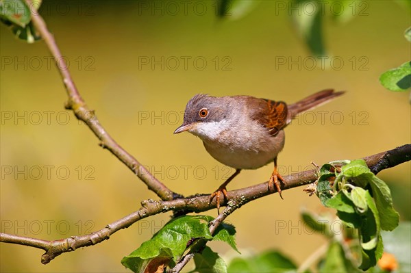 Common whitethroat