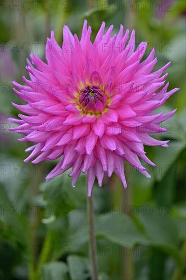 Decorative Dahlia