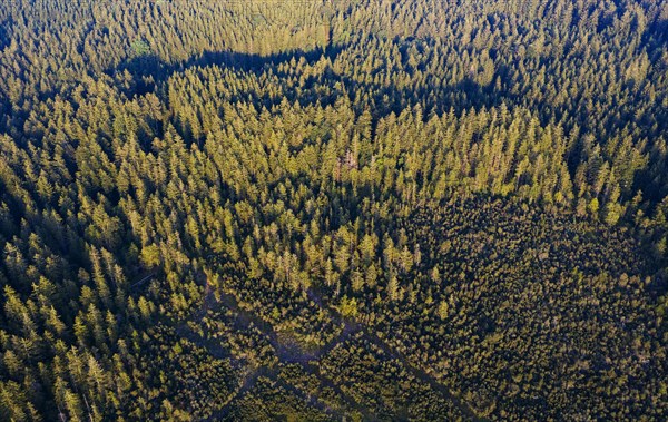 Spruce forest from above