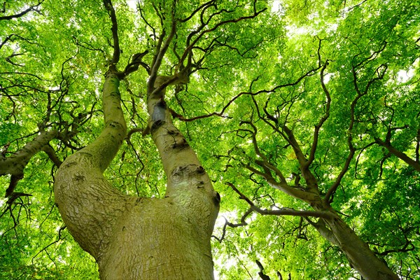 Huge old beech trees