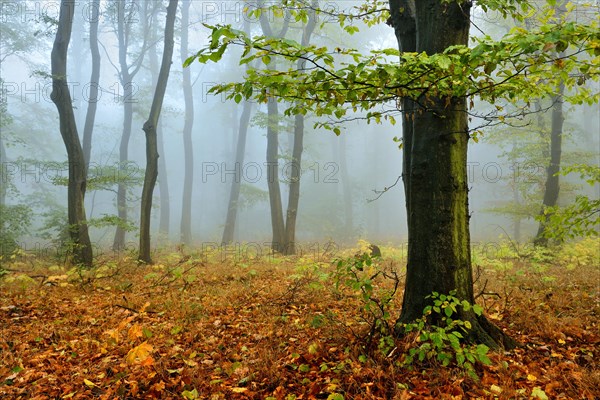 Deciduous forest with dense fog in autumn