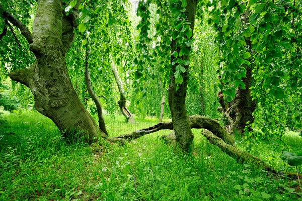 Bizarrely overgrown hanging beech in an overgrown park