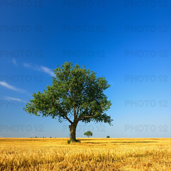 Solitary tree on half harvested cereal field in summer