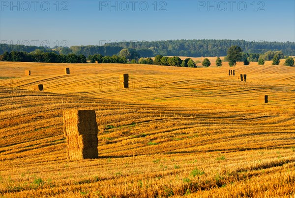 Stubble field with bales of straw in the morning light
