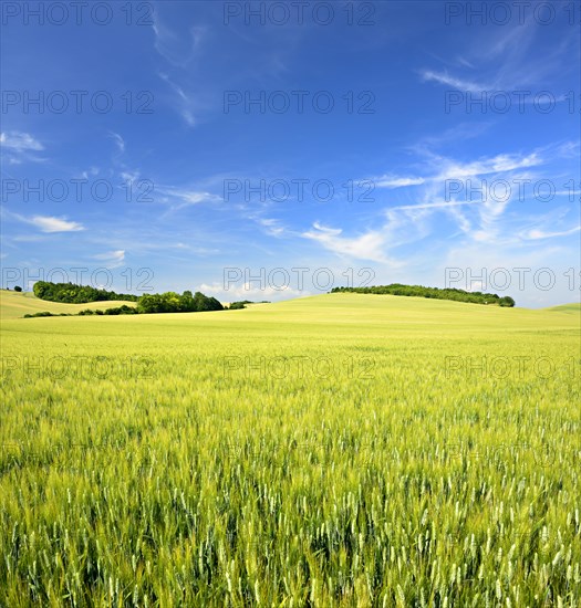 Hilly landscape with barley field