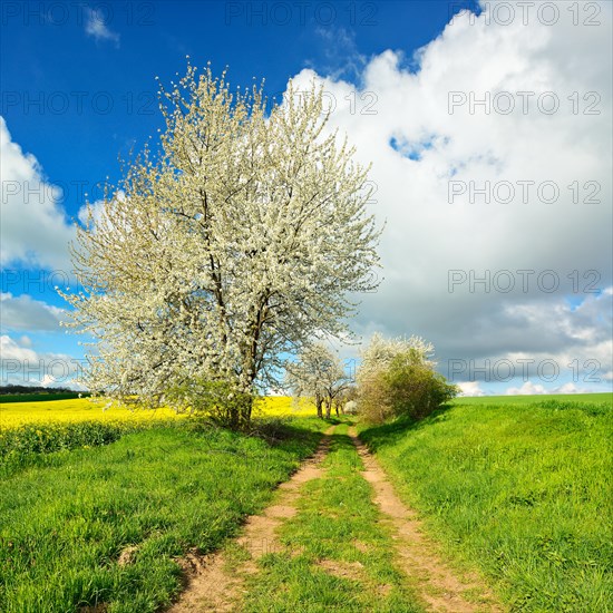 Cultural landscape in spring