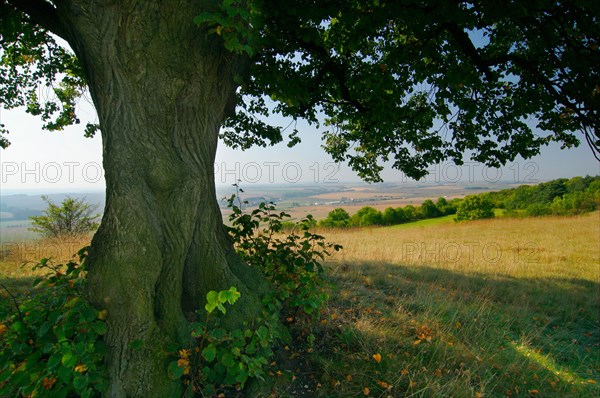 Big lime tree