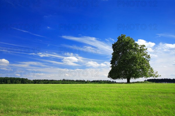 Solitaire tree