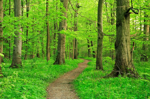 Hiking trail winds through semi-natural beech forest in spring