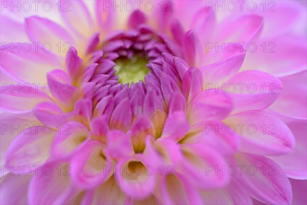 Decorative Dahlia