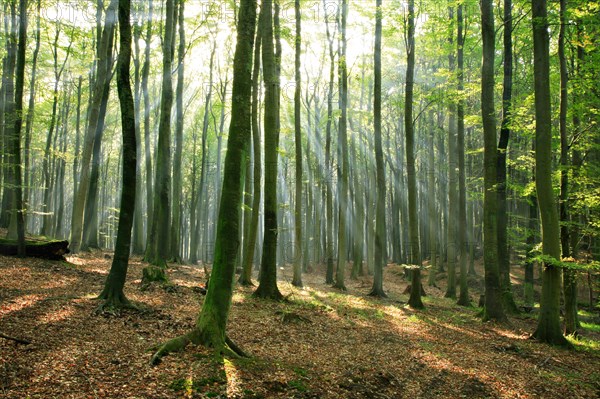 Beech forest in the warm light of the morning sun