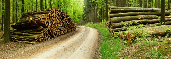 Stack of wood at the forest road in spring