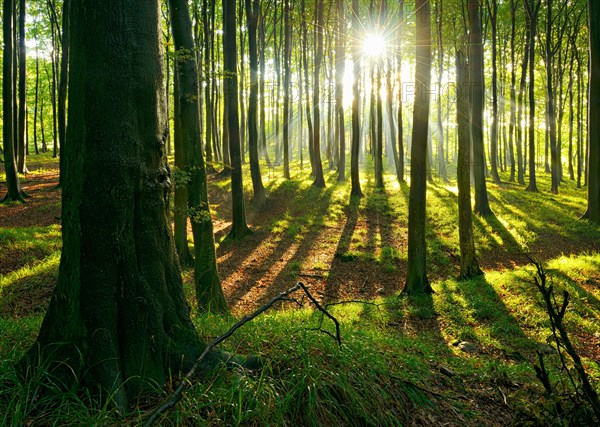 Sunny natural beech forest