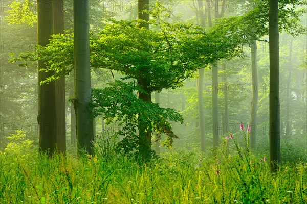 Sun shines through light spruce forest